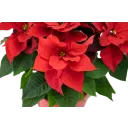 Poinsettia